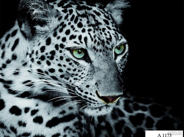  عکس جگوار سیاه خفن