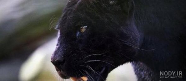  عکس جگوار سیاه خفن