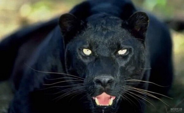  عکس جگوار سیاه خفن