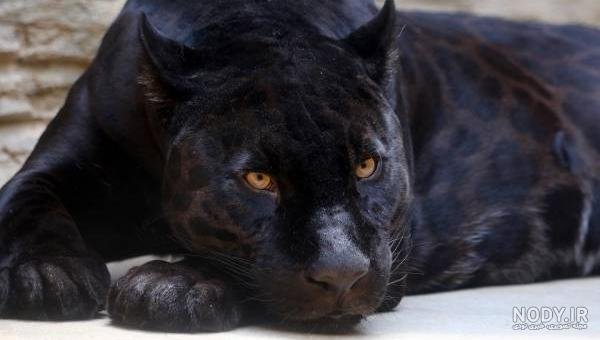  عکس جگوار سیاه خفن