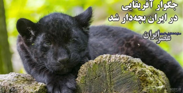  عکس جگوار سیاه خفن