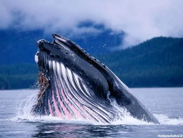 عکس نهنگ برای پروفایل