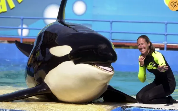  عکس نهنگ برای پروفایل