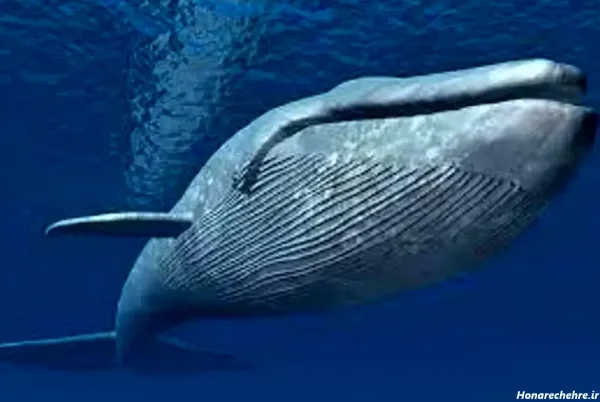  عکس نهنگ برای پروفایل