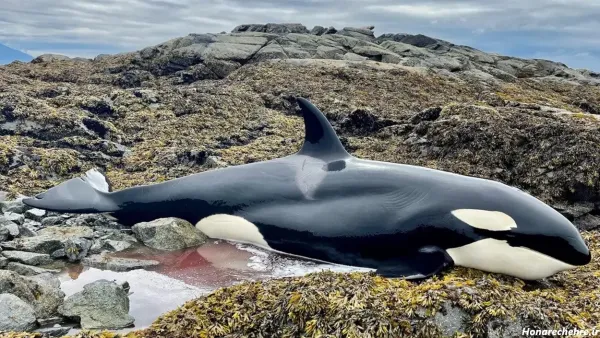  عکس نهنگ برای پروفایل