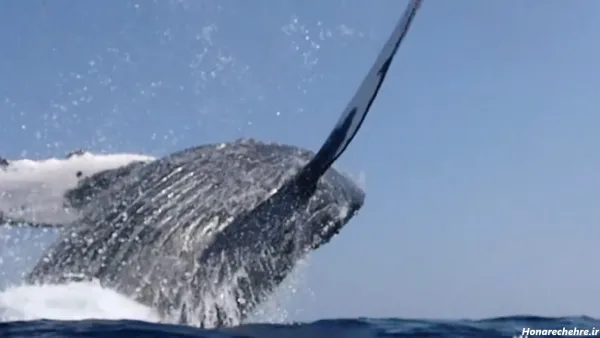  عکس نهنگ برای پروفایل