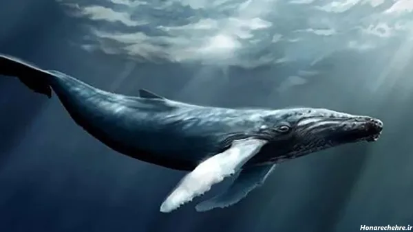  عکس نهنگ برای پروفایل