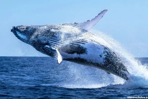  عکس نهنگ برای پروفایل