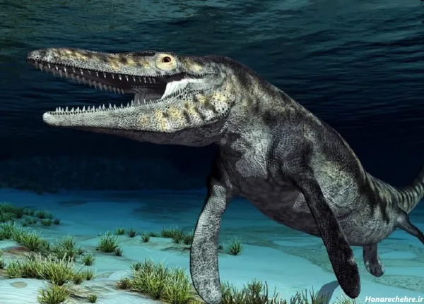  عکس نهنگ برای پروفایل