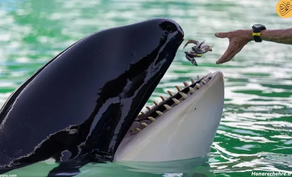  عکس نهنگ برای پروفایل