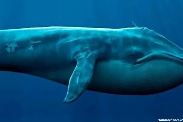  عکس نهنگ برای پروفایل