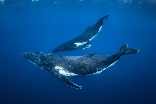  عکس نهنگ واقعی