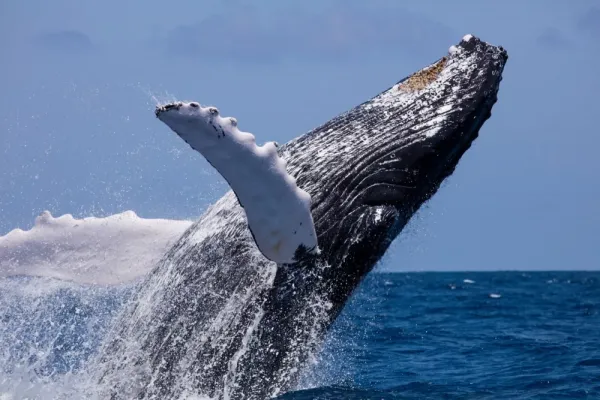  عکس نهنگ واقعی