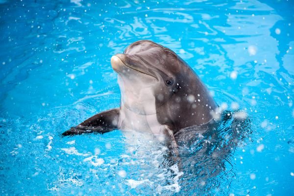  عکس دلفین فانتزی