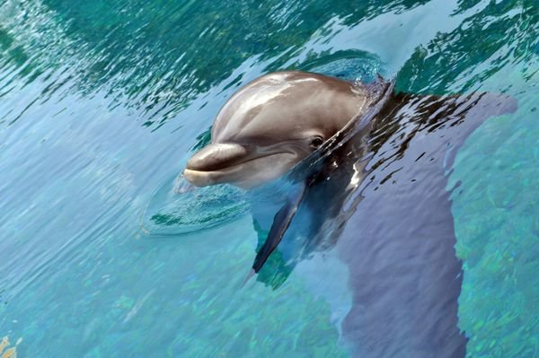  عکس دلفین نقاشی