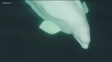  عکس نهنگ در دریا