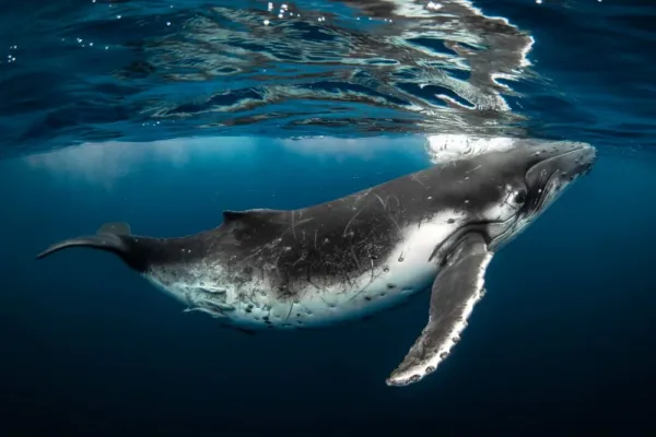  عکس نهنگ برای بک گراند