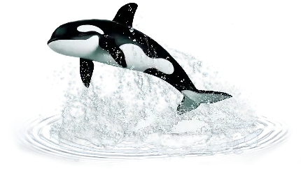  عکس نهنگ زیبا برای استوری