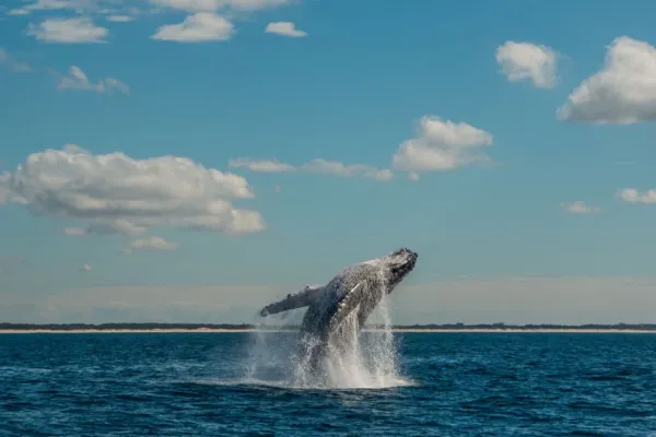  عکس نهنگ برای پروفایل اینستاگرام