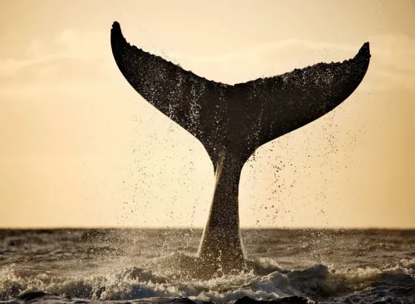  عکس نهنگ برای پروفایل اینستاگرام