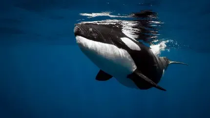  والپیپر نهنگ برای گوشی موبایل