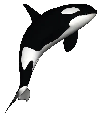  والپیپر نهنگ برای گوشی موبایل