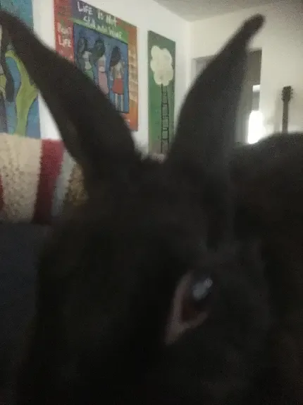  عکس خرگوش برای پروفایل