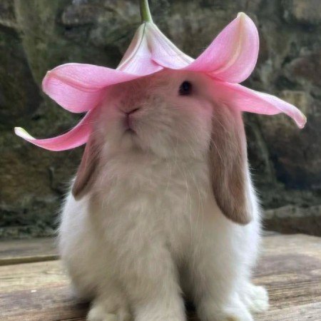  عکس خرگوش کیوت برای پروفایل دخترانه