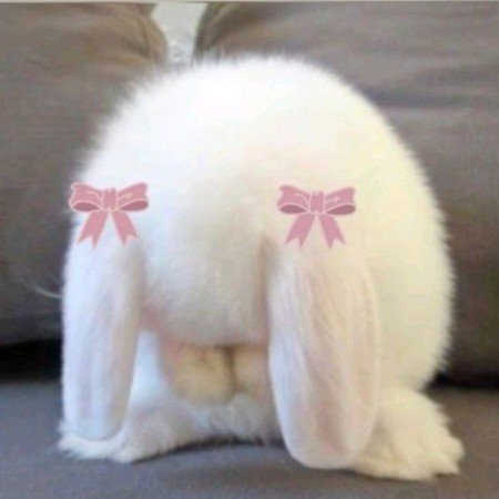  عکس خرگوش کیوت برای پروفایل دخترانه