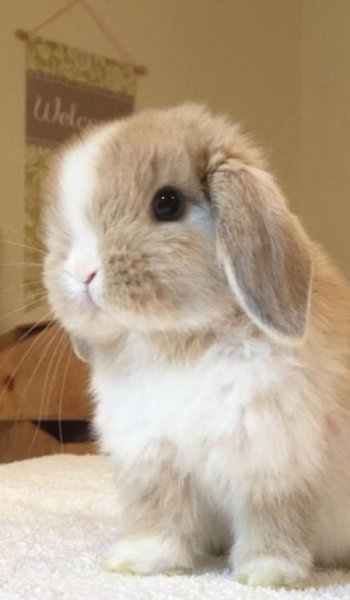 عکس خرگوش پشمالو برای پروفایل