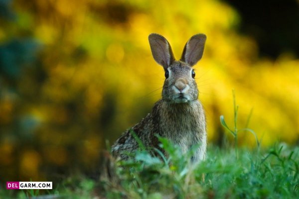  عکس خرگوش گوگولی برای زمینه کامپیوتر