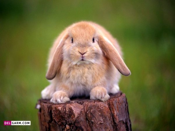  عکس خرگوش گوگولی برای زمینه کامپیوتر