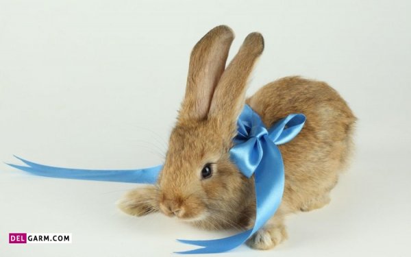  عکس خرگوش گوگولی برای زمینه کامپیوتر