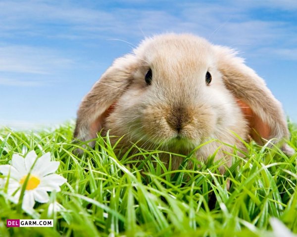  عکس خرگوش گوگولی برای زمینه کامپیوتر