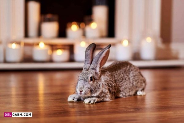  عکس خرگوش گوگولی برای زمینه کامپیوتر