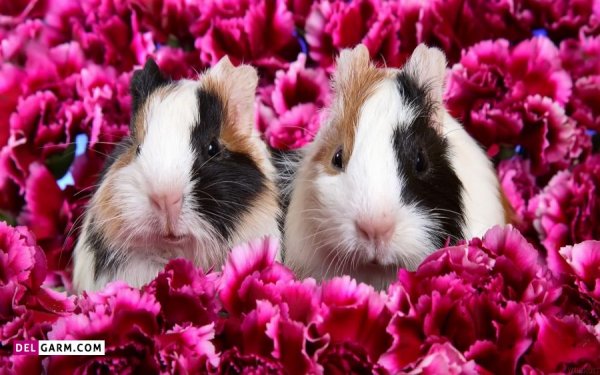  عکس خرگوش گوگولی برای زمینه کامپیوتر