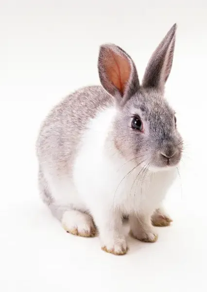  عکس خرگوش برای تصویر زمینه