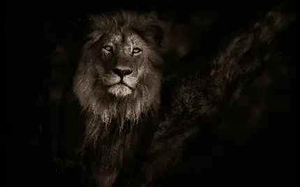  عکس شیر سلطان