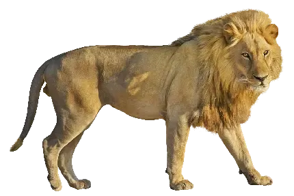  عکس شیر سلطان