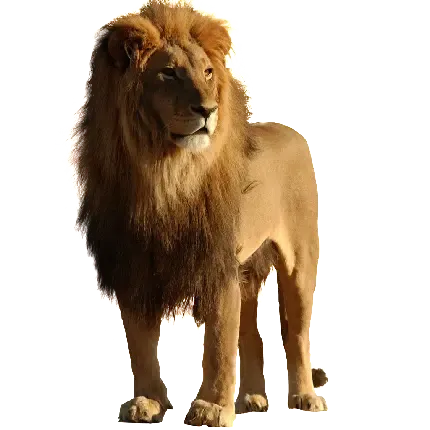  عکس شیر برای پروفایل خفن