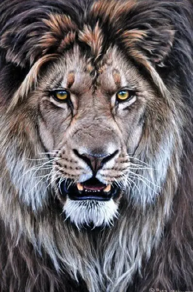  عکس شیر عصبانی