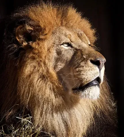  عکس شیر عصبانی