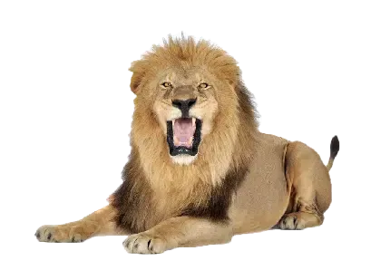  عکس شیر عصبانی