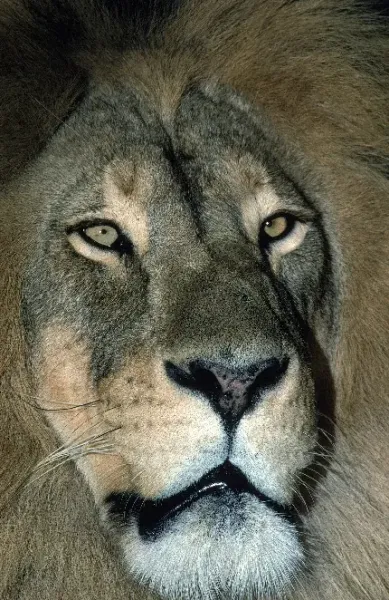  تصویر زمینه شیر برای لپ تاپ