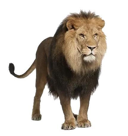  تصویر زمینه شیر برای لپ تاپ