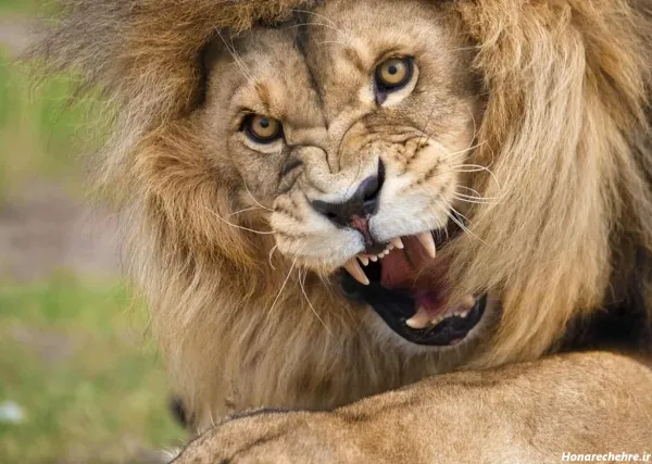 جدید ترین پس زمینه از شیر سلطان جنگل