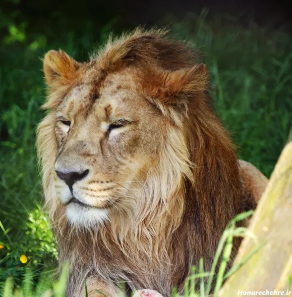  جدید ترین پس زمینه از شیر سلطان جنگل