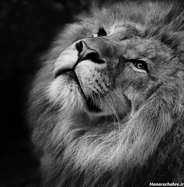  جدید ترین پس زمینه از شیر سلطان جنگل