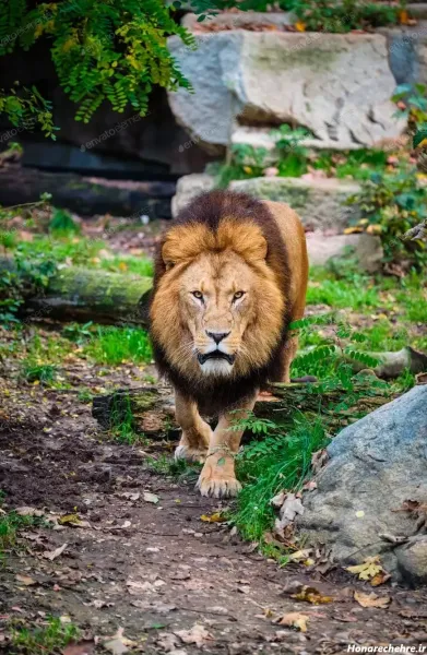  جدید ترین پس زمینه از شیر سلطان جنگل