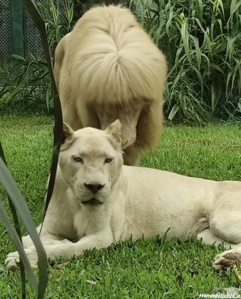  جدید ترین پس زمینه از شیر سلطان جنگل